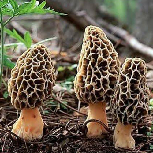 Gucchi Mushrooms